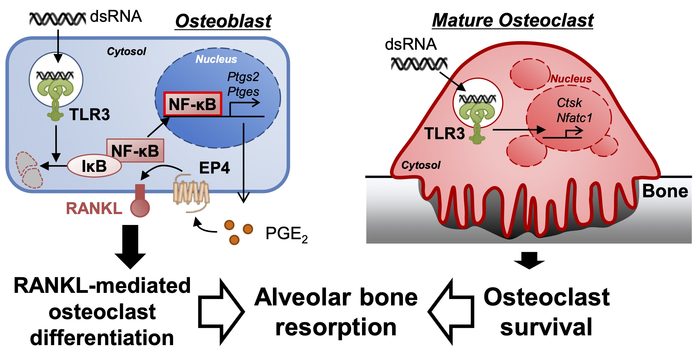 La señalización de LR3 activada por el análogo de ARNbc induce la expresión de RANKL mediada por PGE2, que estimula la formación de osteoclastos y prolonga directamente la vida de los osteoclastos maduros, que lideraban la resorción ósea alveolar en la enfermedad periodontal. Imagen: Masaki Inada, Universidad de Agricultura y Tecnología de Tokio.